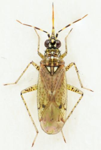 Dicyphus albonasutus