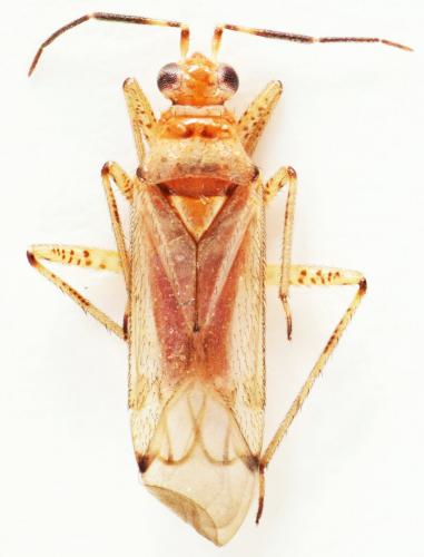 Dicyphus martinoi