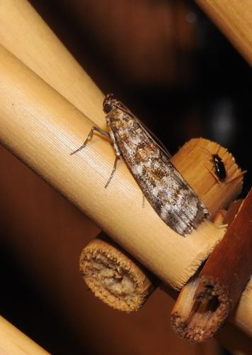 Dioryctria sylvestrella