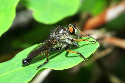 Neoitamus sp.