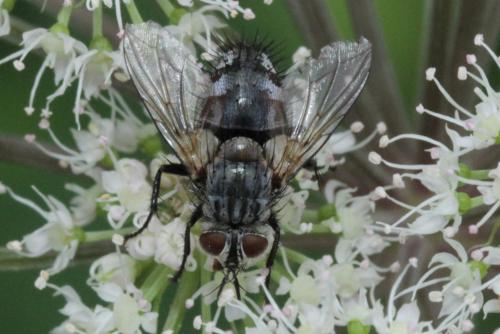 Linnaemya sp.