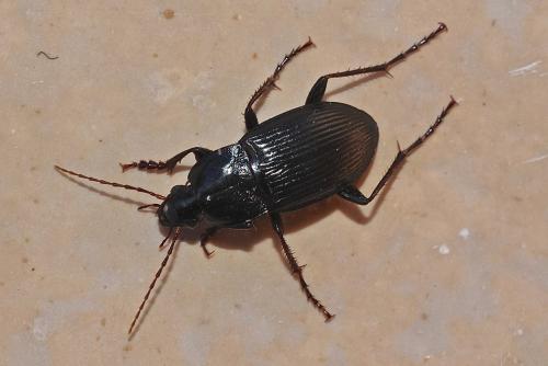 Réf. 177 735 : Calathus fuscipes