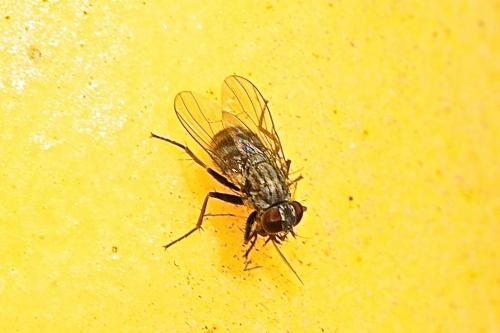 Coenosia attenuata