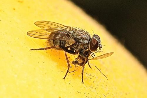 Coenosia attenuata