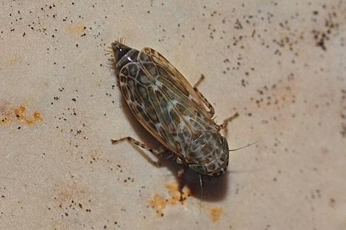 Recilia sp.