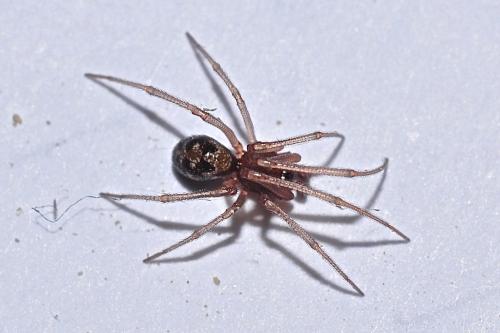 Réf. 177 639 : Steatoda triangulosa