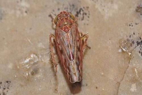 Réf. 177 483 : Circulifer sp.
