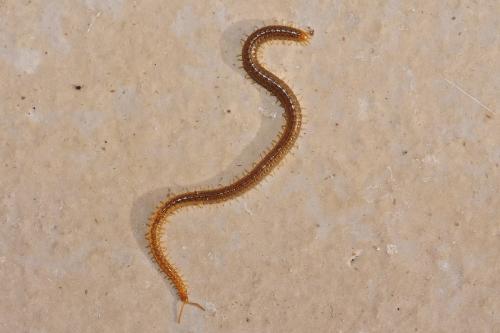 Henia sp.