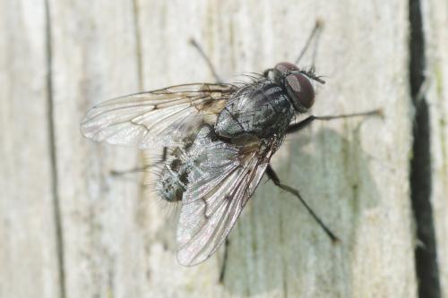 Réf. 177 150 : Helina evecta