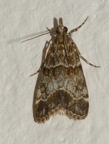 Eudonia mercurella