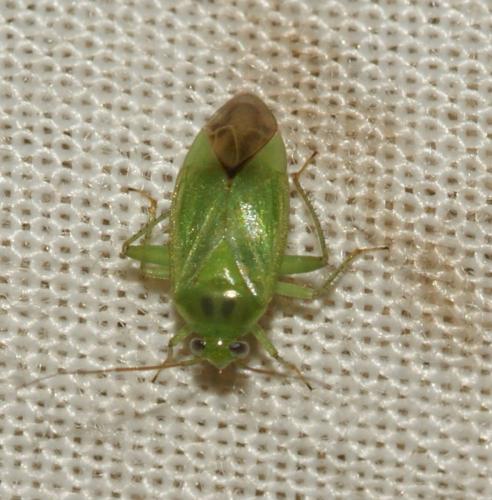 Apolygus lucorum