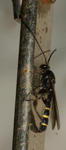 Metopius sp.