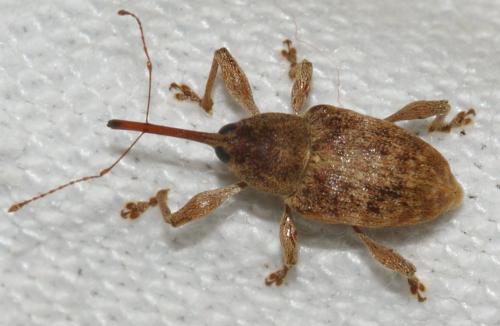 Réf. 177 768 : Curculio elephas