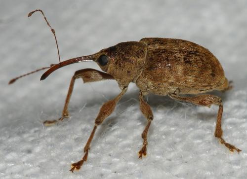 Réf. 177 767 : Curculio elephas