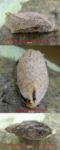 Pseudoips prasinana