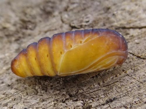 Pseudoips prasinana
