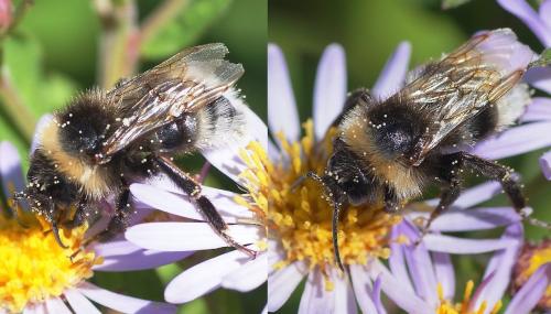 Bombus sp.