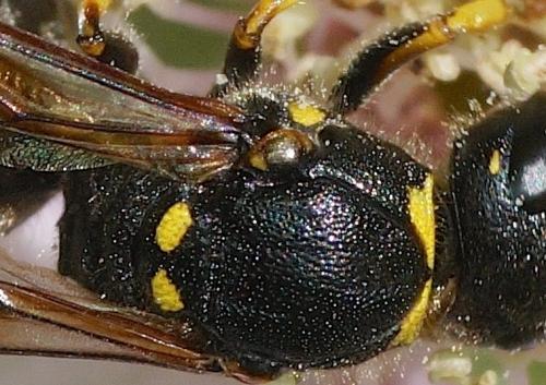 Ancistrocerus sp.