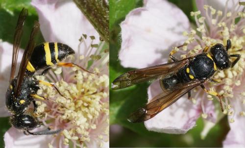 Ancistrocerus sp.