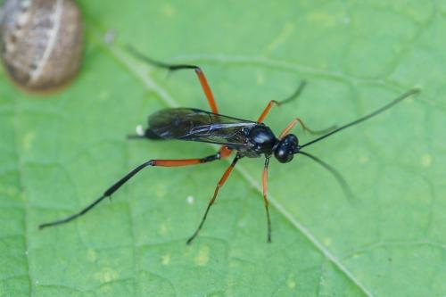 Exetastes calobatus