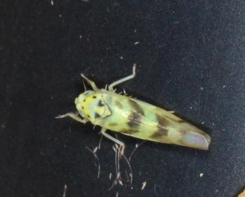 Réf. 177 420 : Linnavuoriana sexmaculata