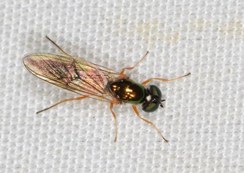 Sargus bipunctatus