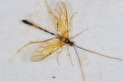 Stauropoctonus bombycivorus