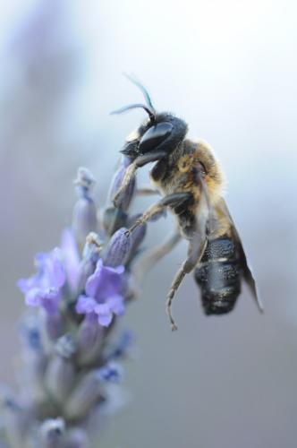 Megachile sculpturalis