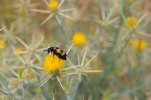 Réf. 177 497 : Mylabris variabilis