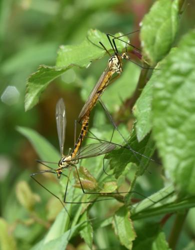 Nephrotoma submaculosa