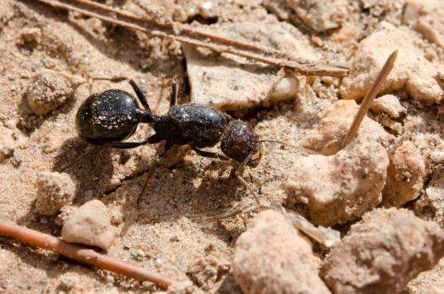 Réf. 177 067 : Messor barbarus