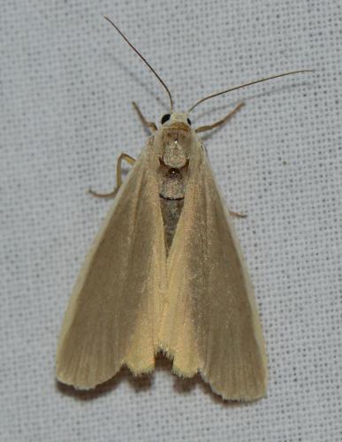 Eilema lurideola
