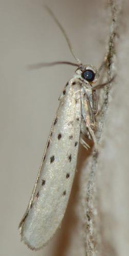 Yponomeuta sedella