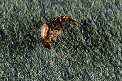 Réf. 177 530 : Tachyporinae inconnu