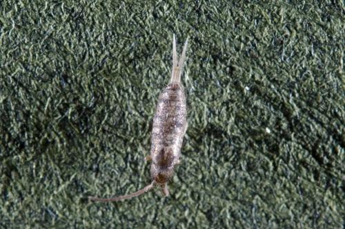 Tomocerus minor