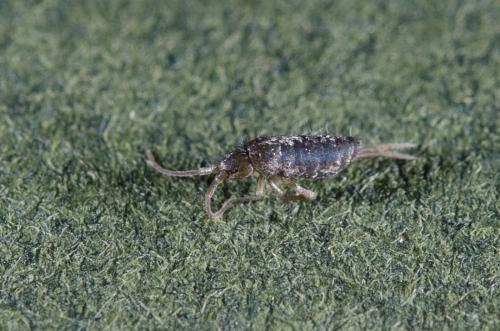 Tomocerus minor