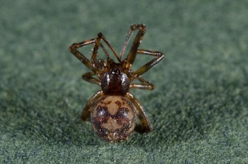 Réf. 177 063 : Steatoda triangulosa