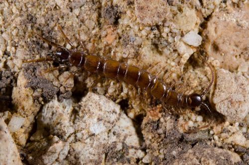 Lithobius sp.