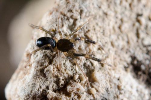 Liophrurillus flavitarsis