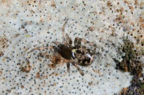 Réf. 177 417 : Enoplognatha sp.