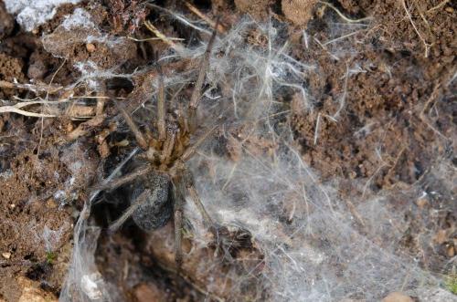 Eratigena agrestis