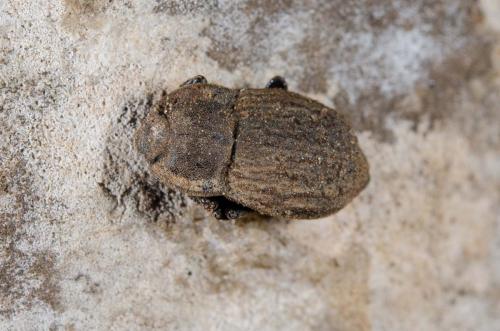 Réf. 177 325 : Asida sp.
