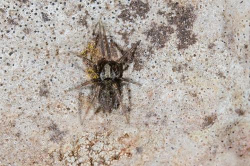 Nomisia sp.