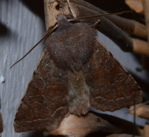 Réf. 177 892 : Orthosia incerta