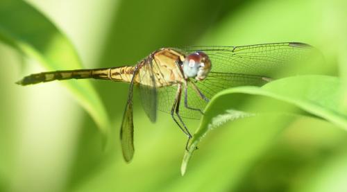 Réf. 177 704 : Erythrodiplax umbrata