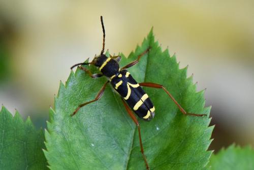 Clytus arietis