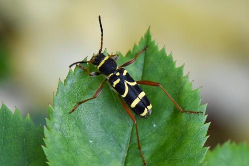 Clytus Arietis Coléoptère Noir Avec Bandes Jaunes Le Monde Des Insectes