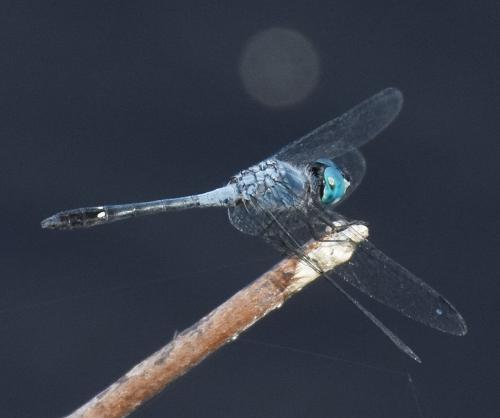 Micrathyria aequalis