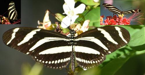 Heliconius charithonia