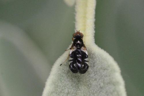 Aciura coryli